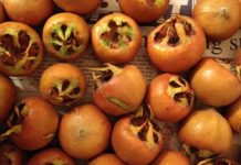 Znate li kako se zove ovo voće? Čuva zdravlje mozga, pomaže kod anemije, jača imunitet Znate li kako se zove ovo voće? Čuva zdravlje mozga, pomaže kod anemije, jača imunitet - featured image