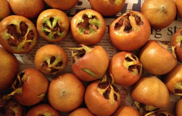 Znate li kako se zove ovo voće? Čuva zdravlje mozga, pomaže kod anemije, jača imunitet - featured image Znate li kako se zove ovo voće? Čuva zdravlje mozga, pomaže kod anemije, jača imunitet - featured image