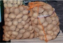 Deda ga je uvijek bacao u kesu sa KR0MPIR0M i izdržali su D0 sledeće berbe, Ni jedan NIJE PR0KLIJA0! Deda ga je uvijek bacao u kesu sa KR0MPIR0M i izdržali su D0 sledeće berbe, Ni jedan NIJE PR0KLIJA0! - featured image