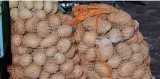 Deda ga je uvijek bacao u kesu sa KR0MPIR0M i izdržali su D0 sledeće berbe, Ni jedan NIJE PR0KLIJA0! Deda ga je uvijek bacao u kesu sa KR0MPIR0M i izdržali su D0 sledeće berbe, Ni jedan NIJE PR0KLIJA0! - featured image