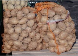 Deda ga je uvijek bacao u kesu sa KR0MPIR0M i izdržali su D0 sledeće berbe, Ni jedan NIJE PR0KLIJA0! Deda ga je uvijek bacao u kesu sa KR0MPIR0M i izdržali su D0 sledeće berbe, Ni jedan NIJE PR0KLIJA0! - featured image