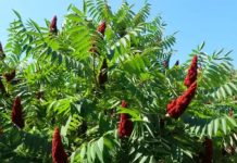 Moć sumaka: 20 prednosti i jednostavni načini za korištenje kod kuće Moć sumaka: 20 prednosti i jednostavni načini za korištenje kod kuće - featured image