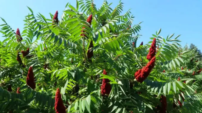 Moć sumaka: 20 prednosti i jednostavni načini za korištenje kod kuće - featured image Moć sumaka: 20 prednosti i jednostavni načini za korištenje kod kuće - featured image