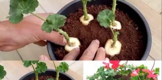 GENIJALAN METOD ZA RAZMNOŽAVANJE PELARGONIJA – IMAT ĆETE TOLIKO CVIJEĆA DA MOŽETE UKRASITI CIJELU KUĆU GENIJALAN METOD ZA RAZMNOŽAVANJE PELARGONIJA – IMAT ĆETE TOLIKO CVIJEĆA DA MOŽETE UKRASITI CIJELU KUĆU - featured image