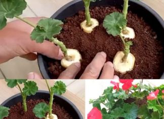 GENIJALAN METOD ZA RAZMNOŽAVANJE PELARGONIJA – IMAT ĆETE TOLIKO CVIJEĆA DA MOŽETE UKRASITI CIJELU KUĆU GENIJALAN METOD ZA RAZMNOŽAVANJE PELARGONIJA – IMAT ĆETE TOLIKO CVIJEĆA DA MOŽETE UKRASITI CIJELU KUĆU - featured image