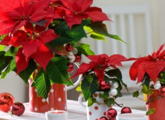 MNOGI ŽELE BOŽIĆNU ZVIJEZDU, A EVO ŠTA ZAPRAVO OVA BILJKA PRIVLAČI U DOM: Ako je imate u kući, ovo je važno da znate! MNOGI ŽELE BOŽIĆNU ZVIJEZDU, A EVO ŠTA ZAPRAVO OVA BILJKA PRIVLAČI U DOM: Ako je imate u kući, ovo je važno da znate! - featured image