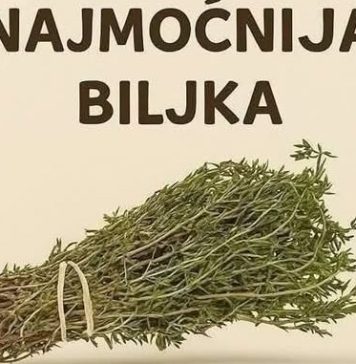Najmoćnije bilje koje uništavaju parazite, infekcije urinarnog trakta I mjehura, herpesa I viruse gripe! Najmoćnije bilje koje uništavaju parazite, infekcije urinarnog trakta I mjehura, herpesa I viruse gripe! - featured image