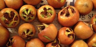 Znate li kako se zove ovo voće? Čuva zdravlje mozga, pomaže kod anemije, jača imunitet Znate li kako se zove ovo voće? Čuva zdravlje mozga, pomaže kod anemije, jača imunitet - featured image