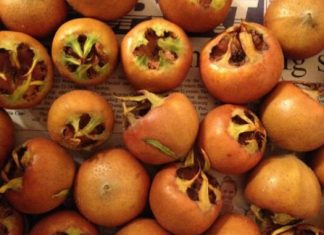 Znate li kako se zove ovo voće? Čuva zdravlje mozga, pomaže kod anemije, jača imunitet Znate li kako se zove ovo voće? Čuva zdravlje mozga, pomaže kod anemije, jača imunitet - featured image