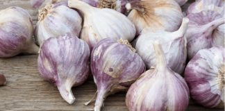 NIKAD ne sadite češnjak u jesen ako OVO niste znali! Bit će ogroman… NIKAD ne sadite češnjak u jesen ako OVO niste znali! Bit će ogroman… - featured image