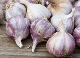 NIKAD ne sadite češnjak u jesen ako OVO niste znali! Bit će ogroman… NIKAD ne sadite češnjak u jesen ako OVO niste znali! Bit će ogroman… - featured image