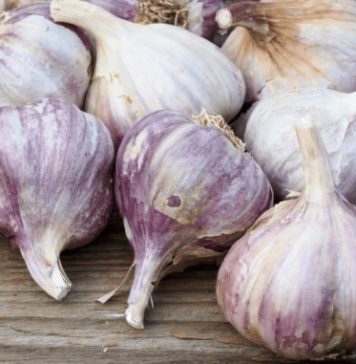 NIKAD ne sadite češnjak u jesen ako OVO niste znali! Bit će ogroman… NIKAD ne sadite češnjak u jesen ako OVO niste znali! Bit će ogroman… - featured image