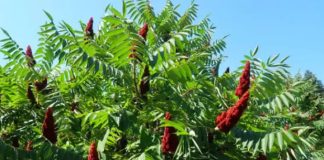 Moć sumaka: 20 prednosti i jednostavni načini za korištenje kod kuće Moć sumaka: 20 prednosti i jednostavni načini za korištenje kod kuće - featured image