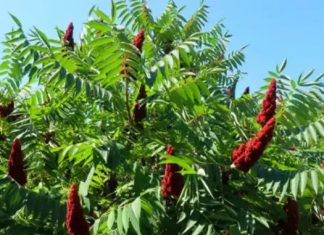 Moć sumaka: 20 prednosti i jednostavni načini za korištenje kod kuće Moć sumaka: 20 prednosti i jednostavni načini za korištenje kod kuće - featured image