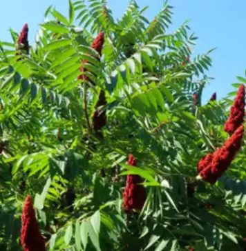 Moć sumaka: 20 prednosti i jednostavni načini za korištenje kod kuće Moć sumaka: 20 prednosti i jednostavni načini za korištenje kod kuće - featured image