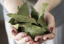 Moja baka uvijek stavlja lovorov list u so. Kada sam saznala zašto je to radila, bila sam iznenađena, jer nikad nisam vidjela ništa slično Moja baka uvijek stavlja lovorov list u so. Kada sam saznala zašto je to radila, bila sam iznenađena, jer nikad nisam vidjela ništa slično - featured image