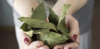 Moja baka uvijek stavlja lovorov list u so. Kada sam saznala zašto je to radila, bila sam iznenađena, jer nikad nisam vidjela ništa slično Moja baka uvijek stavlja lovorov list u so. Kada sam saznala zašto je to radila, bila sam iznenađena, jer nikad nisam vidjela ništa slično - featured image