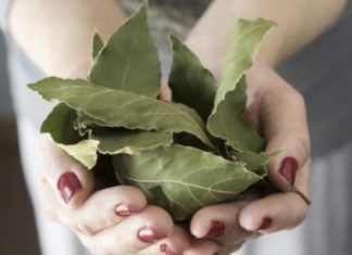 Moja baka uvijek stavlja lovorov list u so. Kada sam saznala zašto je to radila, bila sam iznenađena, jer nikad nisam vidjela ništa slično Moja baka uvijek stavlja lovorov list u so. Kada sam saznala zašto je to radila, bila sam iznenađena, jer nikad nisam vidjela ništa slično - featured image