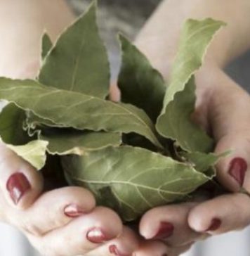 Moja baka uvijek stavlja lovorov list u so. Kada sam saznala zašto je to radila, bila sam iznenađena, jer nikad nisam vidjela ništa slično Moja baka uvijek stavlja lovorov list u so. Kada sam saznala zašto je to radila, bila sam iznenađena, jer nikad nisam vidjela ništa slično - featured image