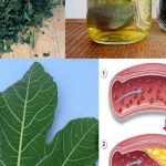 LISTOVI SMOKVE – TVOJE SKRIVENO BLAGO KOJE MALO KO ZNA, A KOJE MOŽE PROMIJENITI TVOJ ŽIVOT! 🌿✨ LISTOVI SMOKVE – TVOJE SKRIVENO BLAGO KOJE MALO KO ZNA, A KOJE MOŽE PROMIJENITI TVOJ ŽIVOT! 🌿✨ - featured image