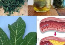 LISTOVI SMOKVE – TVOJE SKRIVENO BLAGO KOJE MALO KO ZNA, A KOJE MOŽE PROMIJENITI TVOJ ŽIVOT! 🌿✨ LISTOVI SMOKVE – TVOJE SKRIVENO BLAGO KOJE MALO KO ZNA, A KOJE MOŽE PROMIJENITI TVOJ ŽIVOT! 🌿✨ - featured image