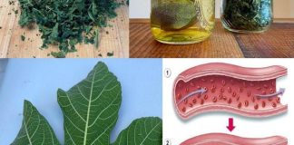 LISTOVI SMOKVE – TVOJE SKRIVENO BLAGO KOJE MALO KO ZNA, A KOJE MOŽE PROMIJENITI TVOJ ŽIVOT! 🌿✨ LISTOVI SMOKVE – TVOJE SKRIVENO BLAGO KOJE MALO KO ZNA, A KOJE MOŽE PROMIJENITI TVOJ ŽIVOT! 🌿✨ - featured image