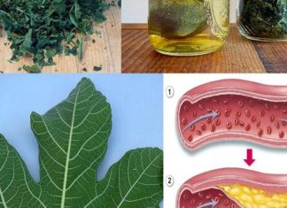 LISTOVI SMOKVE – TVOJE SKRIVENO BLAGO KOJE MALO KO ZNA, A KOJE MOŽE PROMIJENITI TVOJ ŽIVOT! 🌿✨ LISTOVI SMOKVE – TVOJE SKRIVENO BLAGO KOJE MALO KO ZNA, A KOJE MOŽE PROMIJENITI TVOJ ŽIVOT! 🌿✨ - featured image