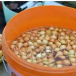 Kada sadim luk, uvijek se pridržavam ovog SAVJETA mog dede: Godinama imam takav rod da mu se i komšije dive! Kada sadim luk, uvijek se pridržavam ovog SAVJETA mog dede: Godinama imam takav rod da mu se i komšije dive! - featured image