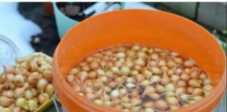 Kada sadim luk, uvijek se pridržavam ovog SAVJETA mog dede: Godinama imam takav rod da mu se i komšije dive! Kada sadim luk, uvijek se pridržavam ovog SAVJETA mog dede: Godinama imam takav rod da mu se i komšije dive! - featured image