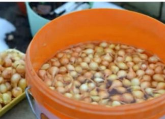 Kada sadim luk, uvijek se pridržavam ovog SAVJETA mog dede: Godinama imam takav rod da mu se i komšije dive! Kada sadim luk, uvijek se pridržavam ovog SAVJETA mog dede: Godinama imam takav rod da mu se i komšije dive! - featured image