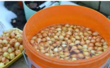 Kada sadim luk, uvijek se pridržavam ovog SAVJETA mog dede: Godinama imam takav rod da mu se i komšije dive! Kada sadim luk, uvijek se pridržavam ovog SAVJETA mog dede: Godinama imam takav rod da mu se i komšije dive! - featured image