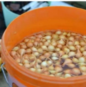 Kada sadim luk, uvijek se pridržavam ovog SAVJETA mog dede: Godinama imam takav rod da mu se i komšije dive! Kada sadim luk, uvijek se pridržavam ovog SAVJETA mog dede: Godinama imam takav rod da mu se i komšije dive! - featured image