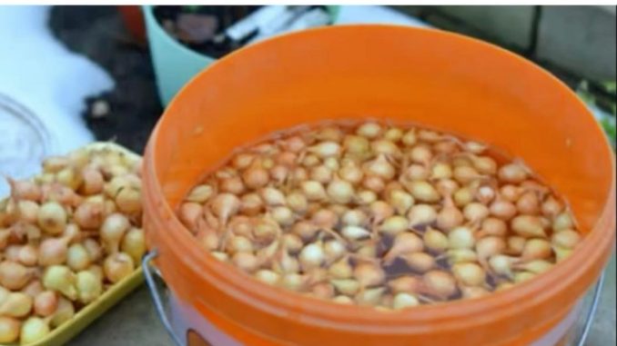 Kada sadim luk, uvijek se pridržavam ovog SAVJETA mog dede: Godinama imam takav rod da mu se i komšije dive! - featured image Kada sadim luk, uvijek se pridržavam ovog SAVJETA mog dede: Godinama imam takav rod da mu se i komšije dive! - featured image