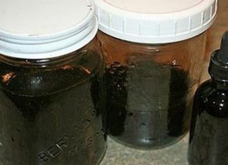 NEVJEROVATNA ŽIVOTNA PRIČA: “Ova biljka me spasila od raka – uništila je maligne ćelije za kratko vrijeme, a evo kako se pravi” NEVJEROVATNA ŽIVOTNA PRIČA: “Ova biljka me spasila od raka – uništila je maligne ćelije za kratko vrijeme, a evo kako se pravi” - featured image