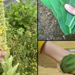 „Pronaći ovu biljku je vrednije nego pronaći novac — većina ljudi ne zna da je to jedna od najmoćnijih biljaka, a raste svuda…” 💬👀👇 „Pronaći ovu biljku je vrednije nego pronaći novac — većina ljudi ne zna da je to jedna od najmoćnijih biljaka, a raste svuda…” 💬👀👇 - featured image