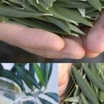 Većina ljudi voli masline, ali nemaju pojma koliko je moćan ČAJ OD LISTOVA MASLINE Većina ljudi voli masline, ali nemaju pojma koliko je moćan ČAJ OD LISTOVA MASLINE - featured image