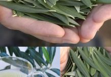 Većina ljudi voli masline, ali nemaju pojma koliko je moćan ČAJ OD LISTOVA MASLINE Većina ljudi voli masline, ali nemaju pojma koliko je moćan ČAJ OD LISTOVA MASLINE - featured image