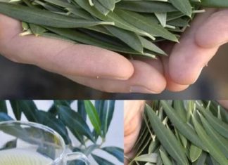 Većina ljudi voli masline, ali nemaju pojma koliko je moćan ČAJ OD LISTOVA MASLINE Većina ljudi voli masline, ali nemaju pojma koliko je moćan ČAJ OD LISTOVA MASLINE - featured image