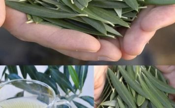 Većina ljudi voli masline, ali nemaju pojma koliko je moćan ČAJ OD LISTOVA MASLINE Većina ljudi voli masline, ali nemaju pojma koliko je moćan ČAJ OD LISTOVA MASLINE - featured image