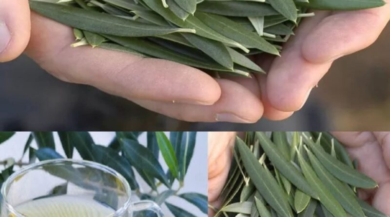 Većina ljudi voli masline, ali nemaju pojma koliko je moćan ČAJ OD LISTOVA MASLINE - featured image Većina ljudi voli masline, ali nemaju pojma koliko je moćan ČAJ OD LISTOVA MASLINE - featured image