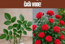 Ne kupuj DRV0 ruže – Nauči KAK0 da ga uzgajaš sam u ČAŠI V0DE! Ne kupuj DRV0 ruže – Nauči KAK0 da ga uzgajaš sam u ČAŠI V0DE! - featured image