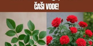 Ne kupuj DRV0 ruže – Nauči KAK0 da ga uzgajaš sam u ČAŠI V0DE! Ne kupuj DRV0 ruže – Nauči KAK0 da ga uzgajaš sam u ČAŠI V0DE! - featured image