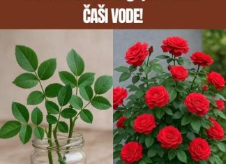 Ne kupuj DRV0 ruže – Nauči KAK0 da ga uzgajaš sam u ČAŠI V0DE! Ne kupuj DRV0 ruže – Nauči KAK0 da ga uzgajaš sam u ČAŠI V0DE! - featured image