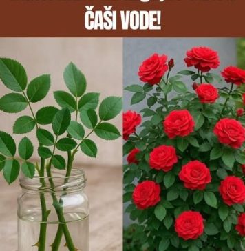 Ne kupuj DRV0 ruže – Nauči KAK0 da ga uzgajaš sam u ČAŠI V0DE! Ne kupuj DRV0 ruže – Nauči KAK0 da ga uzgajaš sam u ČAŠI V0DE! - featured image