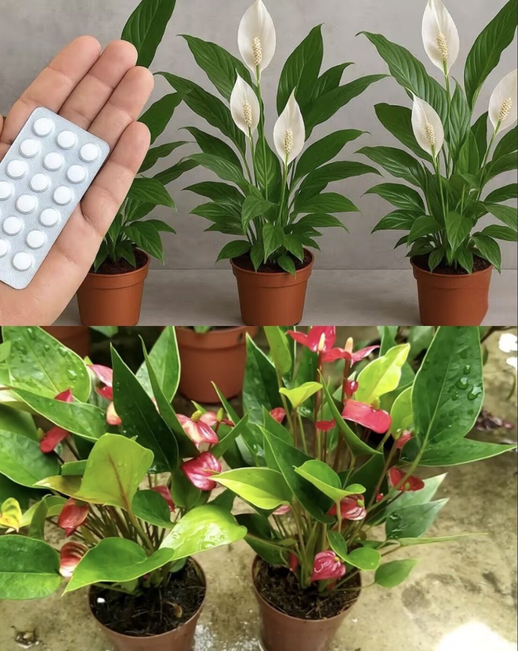 JEDNA TABLETA ZA MILION CVJETOVA – 3 TAJNE ZA BUJNO CVJETANJE - featured image