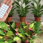 JEDNA TABLETA ZA MILION CVJETOVA – 3 TAJNE ZA BUJNO CVJETANJE JEDNA TABLETA ZA MILION CVJETOVA – 3 TAJNE ZA BUJNO CVJETANJE - featured image