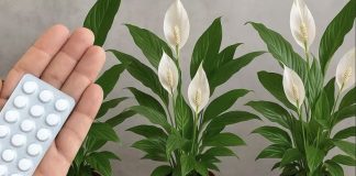 JEDNA TABLETA ZA MILION CVJETOVA – 3 TAJNE ZA BUJNO CVJETANJE JEDNA TABLETA ZA MILION CVJETOVA – 3 TAJNE ZA BUJNO CVJETANJE - featured image