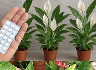 JEDNA TABLETA ZA MILION CVJETOVA – 3 TAJNE ZA BUJNO CVJETANJE JEDNA TABLETA ZA MILION CVJETOVA – 3 TAJNE ZA BUJNO CVJETANJE - featured image