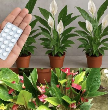 JEDNA TABLETA ZA MILION CVJETOVA – 3 TAJNE ZA BUJNO CVJETANJE JEDNA TABLETA ZA MILION CVJETOVA – 3 TAJNE ZA BUJNO CVJETANJE - featured image