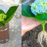 Jednostavan Trik Za Prelepe Hortenzije: Evo Kako Da Ih Uzgajate Iz Reznica Bez Ikakvih Problema Jednostavan Trik Za Prelepe Hortenzije: Evo Kako Da Ih Uzgajate Iz Reznica Bez Ikakvih Problema - featured image